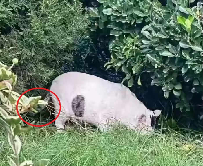 An optical illusion featuring a cat or pig, Photo Credit: Reddit