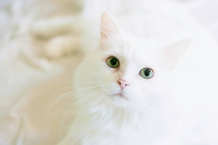 A long fur white cat, Photo Credit: Pexels