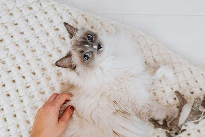 A white cat lying on the floor, Photo Credit: Pexels