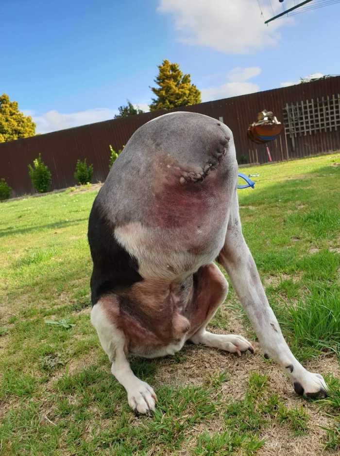 A three-legged dog that looks like its head is missing but in reality is just turning its head around to lick itself, Photo Credit: Reddit