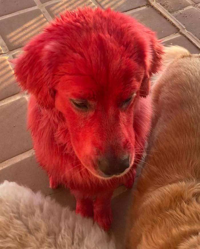 A red dog sitting on the floor, Photo Credit: danthebigreddog/Instagram