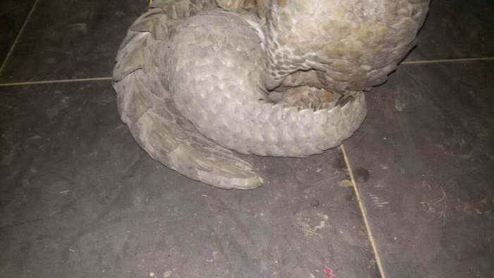 A Mother and baby Pangolin rescued from poachers, Photo Credit: WCP Zambia/Facebook