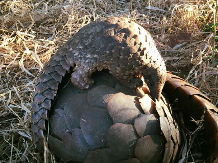 Mother and baby Pangolin on the ground, Photo Credit: WCP Zambia/Facebook