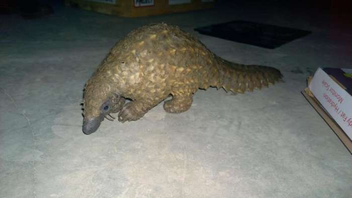A Pangolin rescued from poachers, Photo Credit: WCP Zambia/Facebook