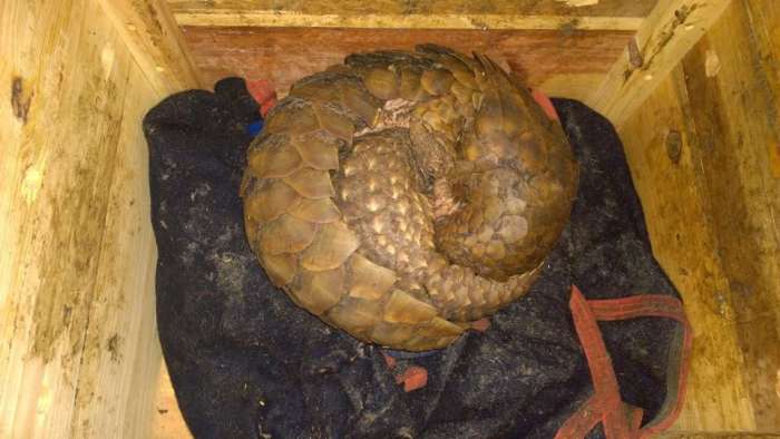 Mother and baby Pangolin hugging each other inside a crate, Photo Credit: WCP Zambia/Facebook