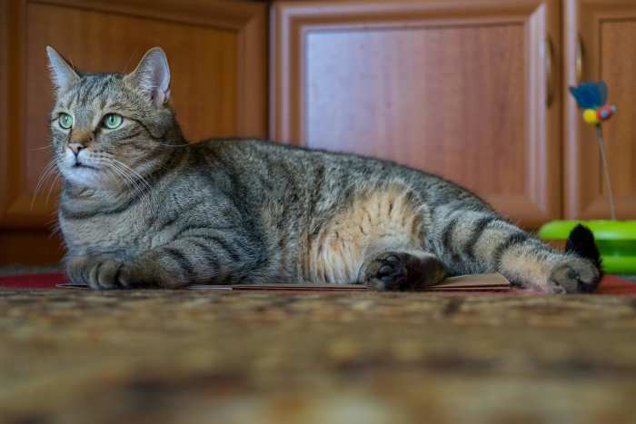 Cat Lying on an Indoor Floor, Photo Credit: Pexels