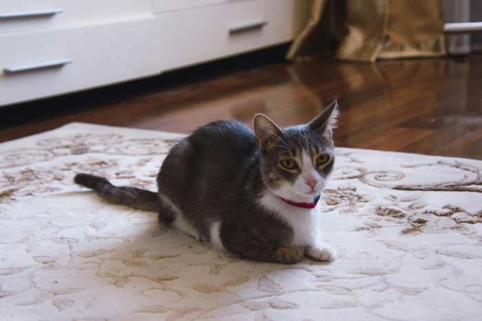 Cat Lying Down on a Carpet, Photo Credit: Pexels