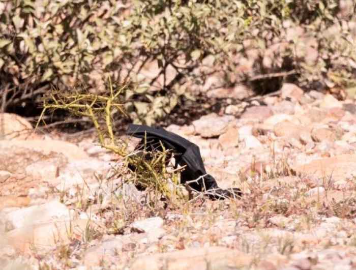 A black glove on the roadside, Photo Credit: B. Wilkins lll/X