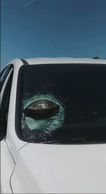 Image of the turtle lodged in the windshield, Photo Credit: Latonya Lark/Facebook