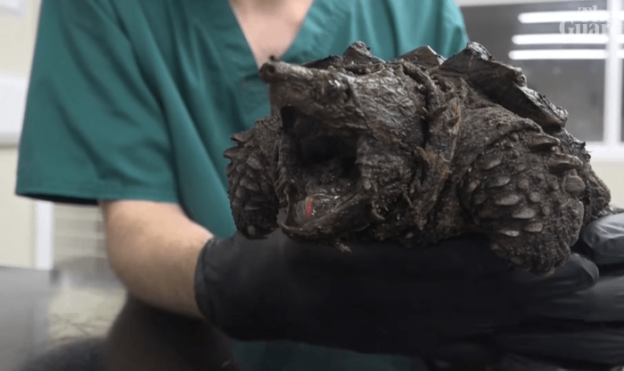 Close up shot of an alligator snapping turtle, Photo Credit: Guardian News/Youtube