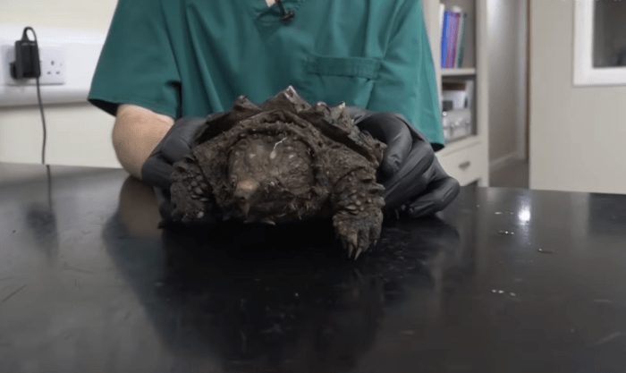 Close up shot of an alligator snapping turtle, Photo Credit: Guardian News/Youtube
