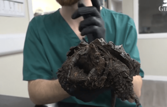 Close up shot of an alligator snapping turtle, Photo Credit: Guardian News/Youtube