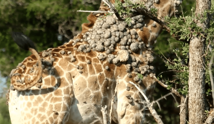 A giraffe's neck covered with wart-like lesions, Photo Credit: Liaan Lategan/Youtube
