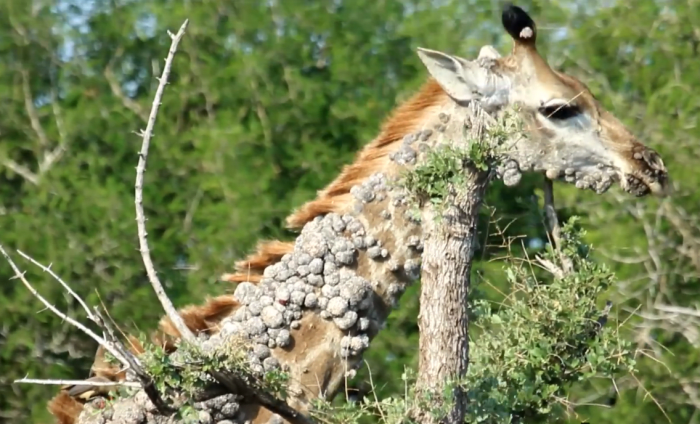 A giraffe's neck covered with wart-like lesions, Photo Credit: Liaan Lategan/Youtube