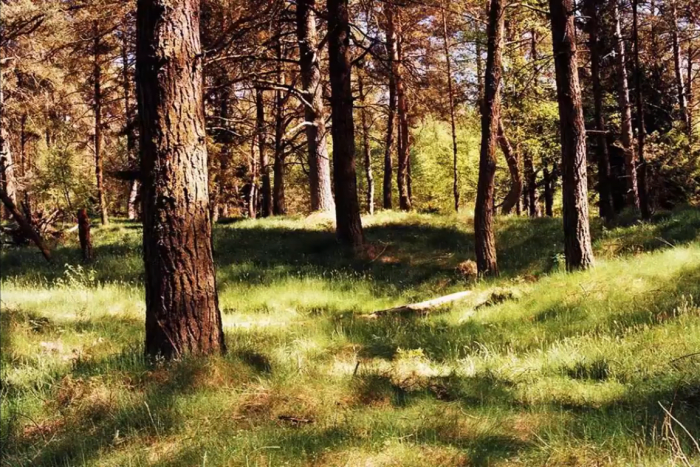 A forest during the day time (for illustrative purposes), Photo Credit: Лена Ловкая/Youtube