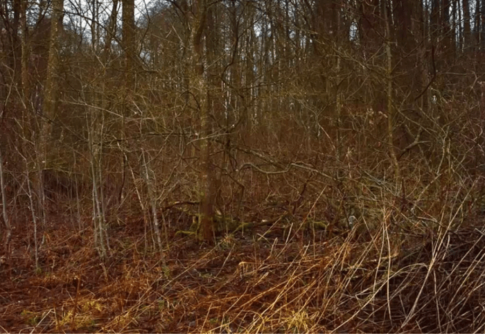 A forest (for illustrative purposes), Photo Credit: Лена Ловкая/Youtube