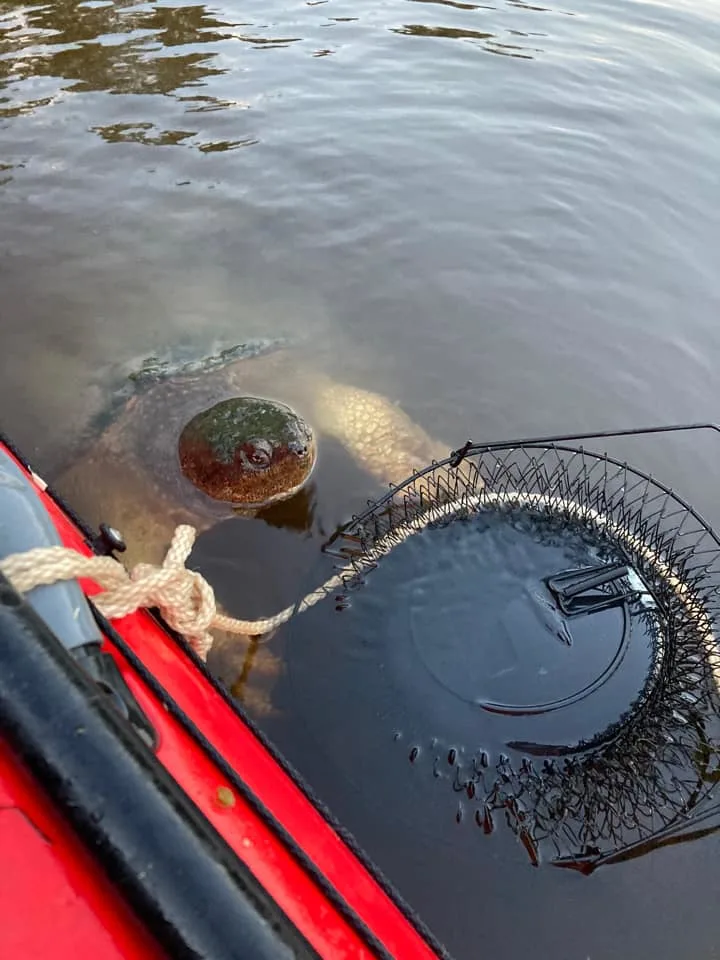 River creature with enormous claws freaks out Mississippi kayakers