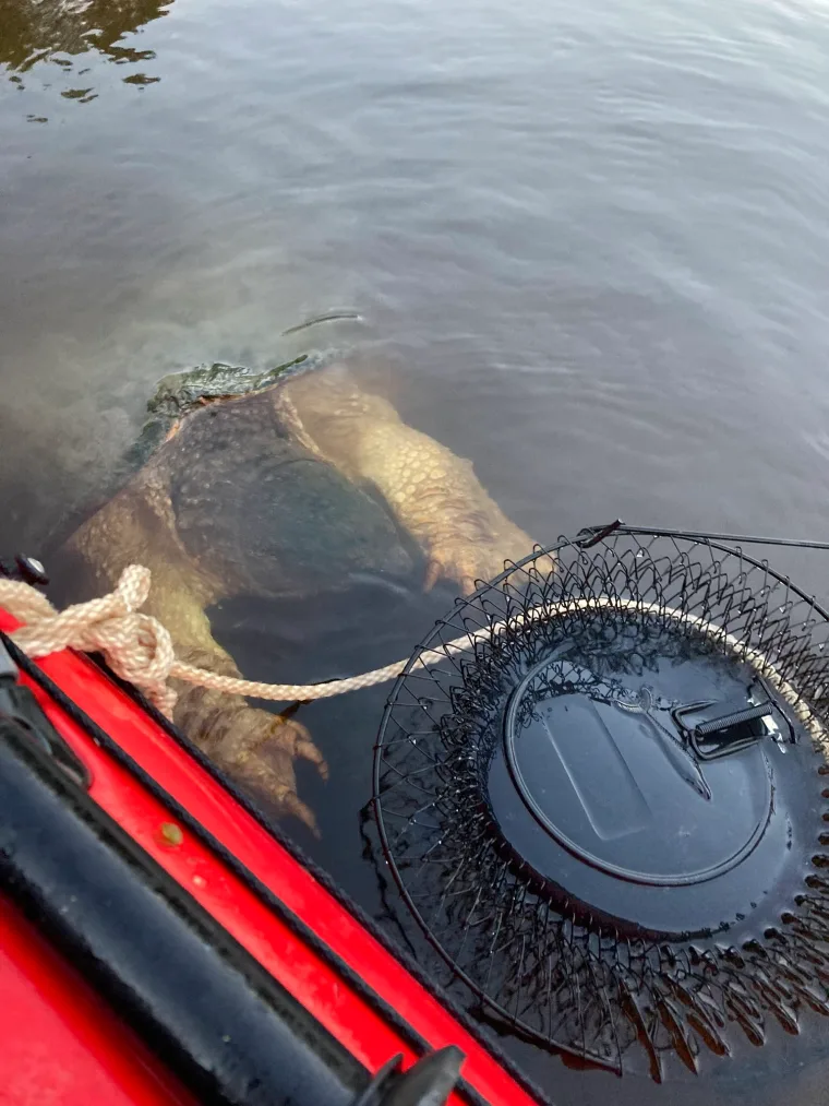 River creature with enormous claws freaks out Mississippi kayakers