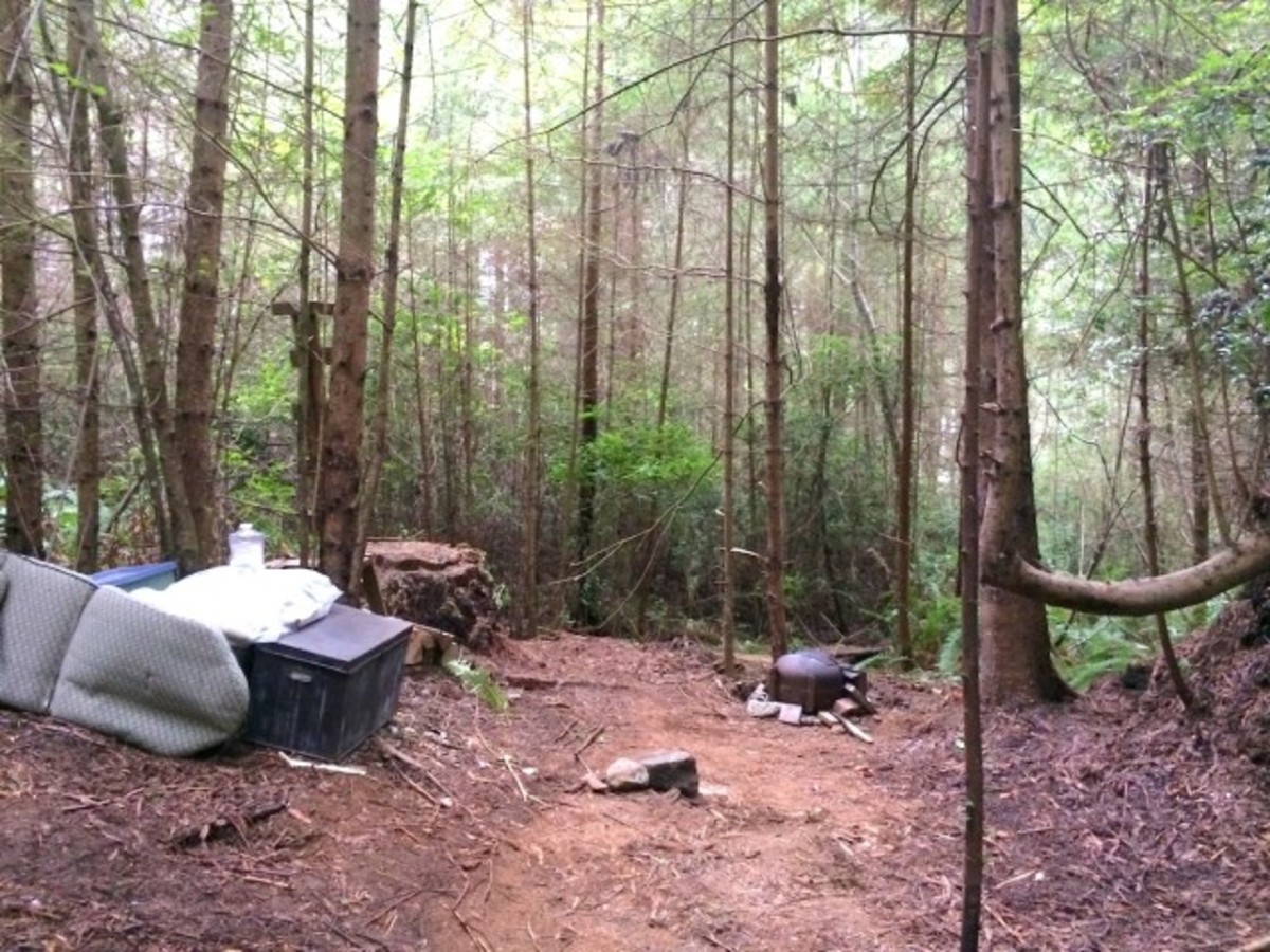 Forest Ranger Finds Mysterious Cabin In Woods Photos Opposing