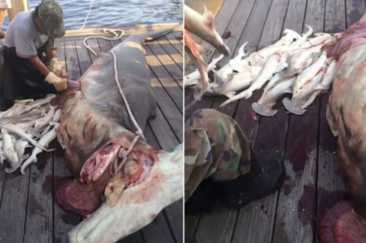 'This Is Wrong': Fishermen Catch Endangered Hammerhead Shark, Remove 34