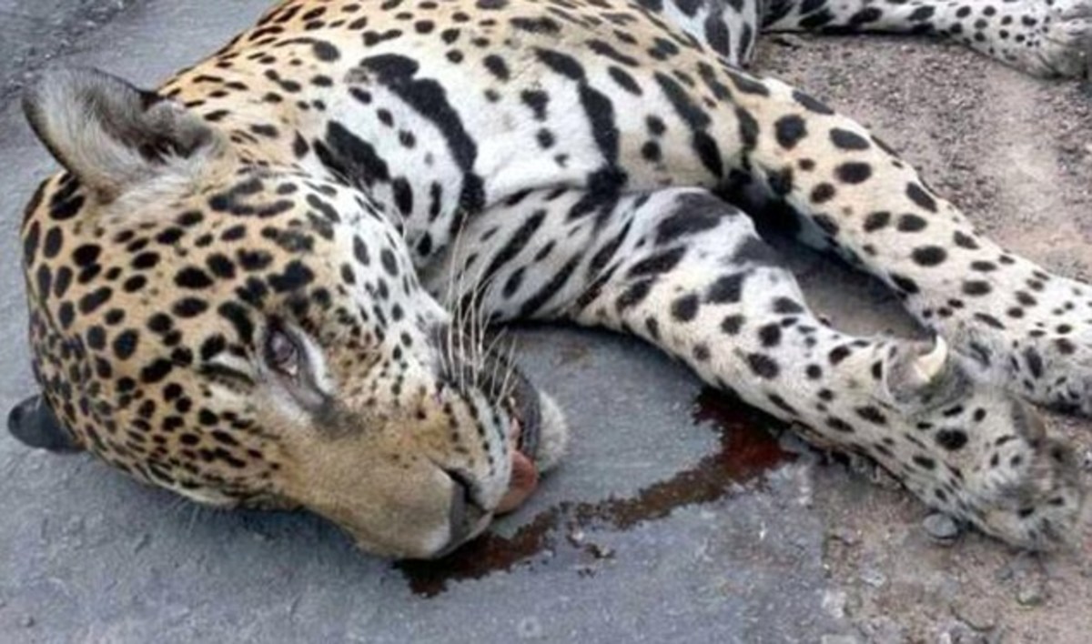 Endangered Jaguar Killed After Olympic Ceremony - Opposing Views