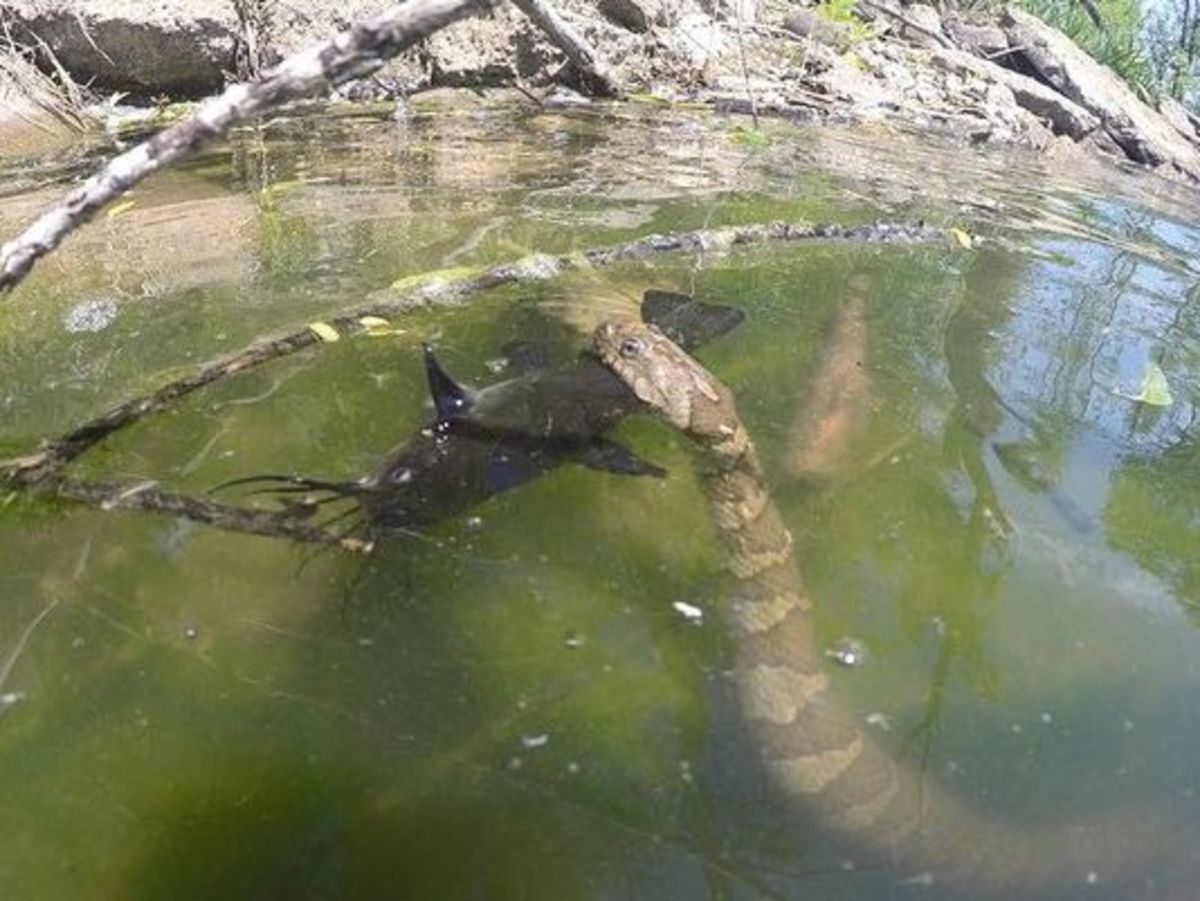 Illinois Fisherman Captures Unbelievable Picture Of Huge Snake Eating