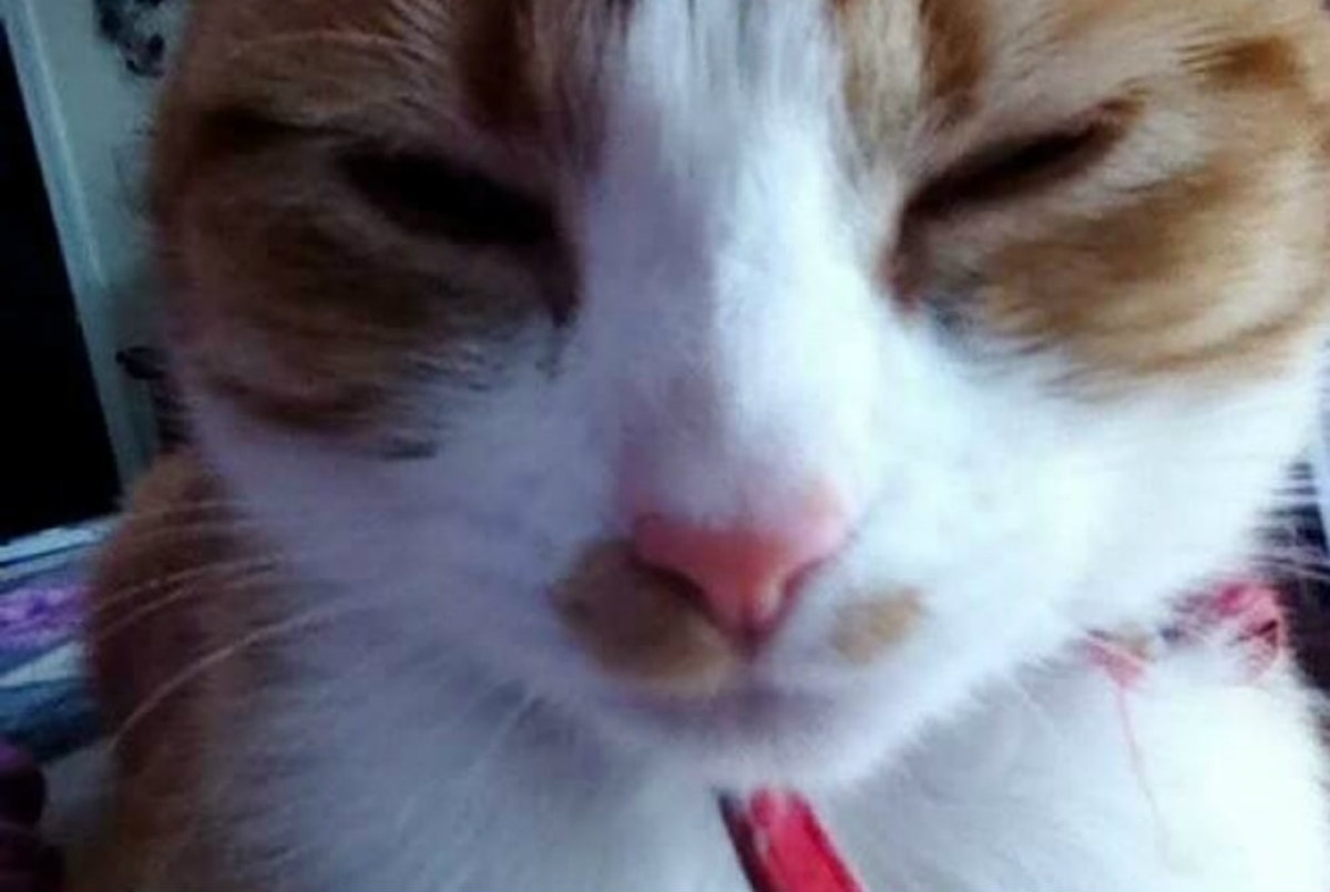 Cat Leaves Food And Comes Back Cat Leaves Food And Comes Back