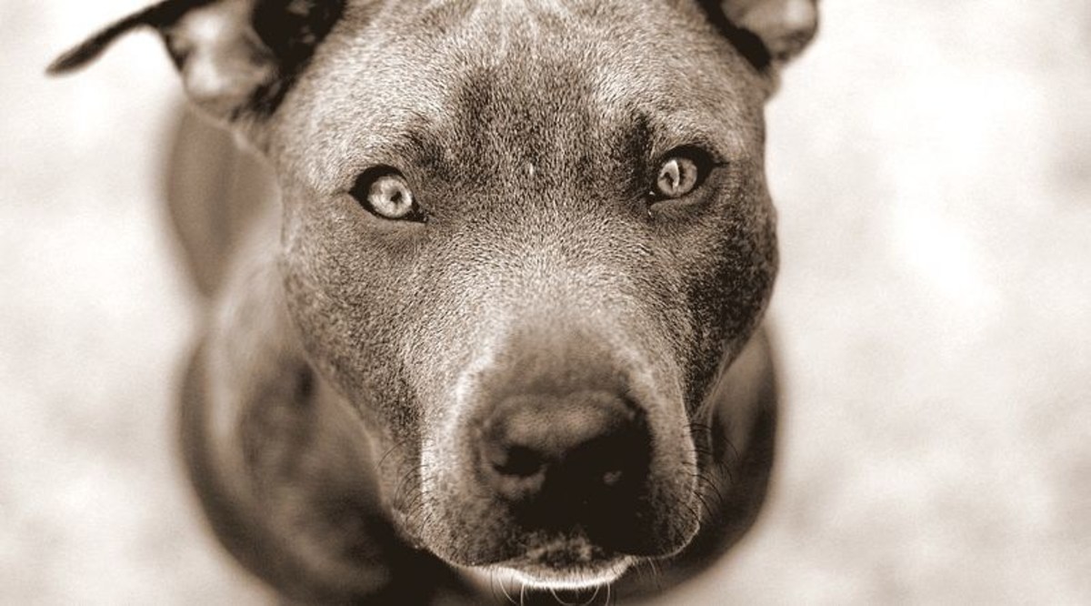 Pit Bull Kills Small Dog In Front Of Horrified Owner (Video) - Opposing