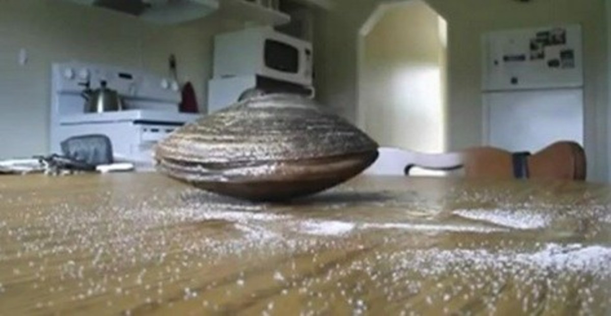 Here's What Happens When You Put A Clam On The Table And ...