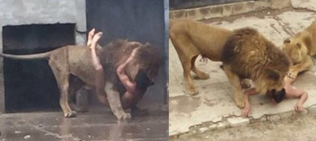 lion pit clothes jumps strips guess probably ended stunned passersby happens leaves