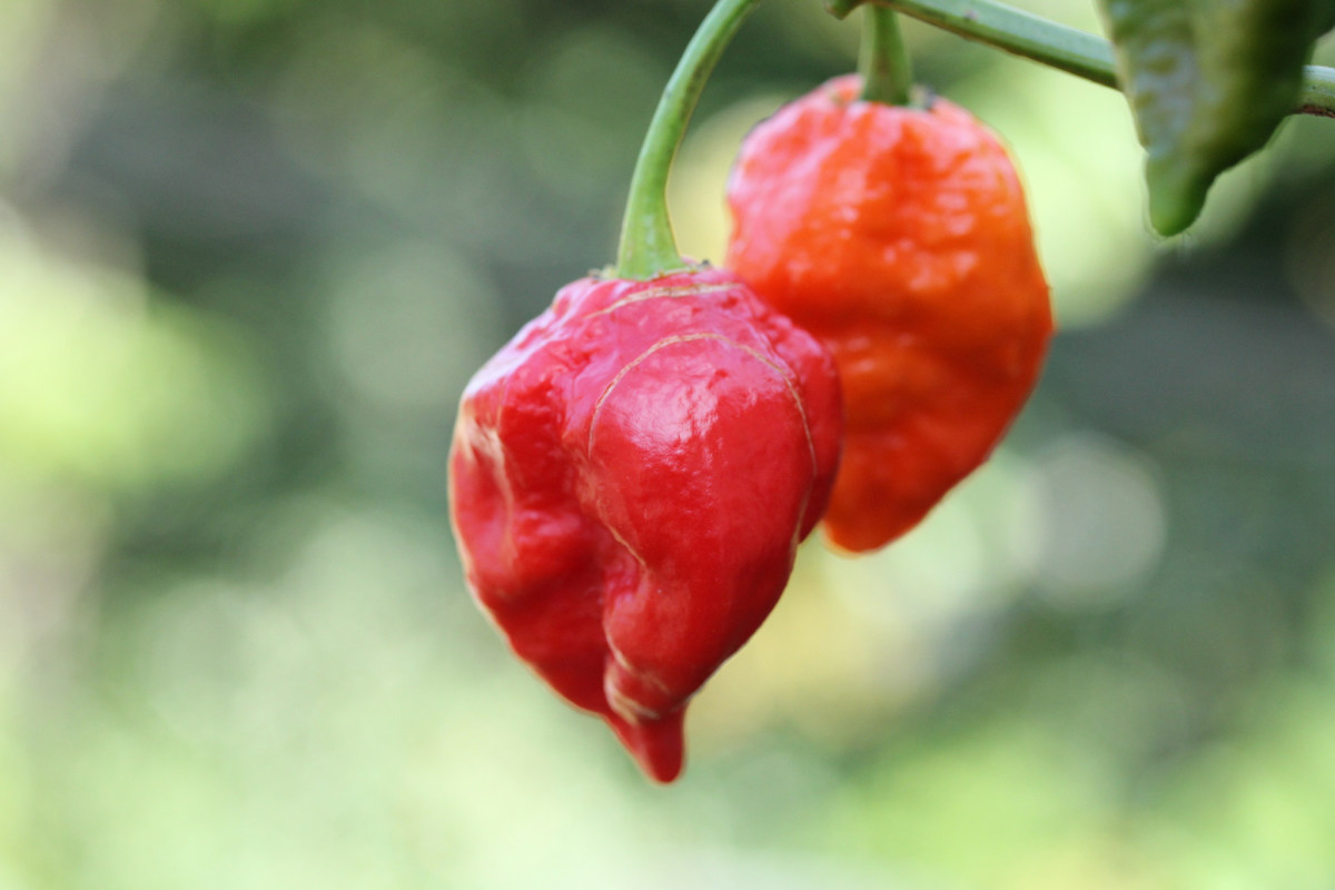 Man Burns Hole In Throat Eating Ghost Peppers Opposing Views