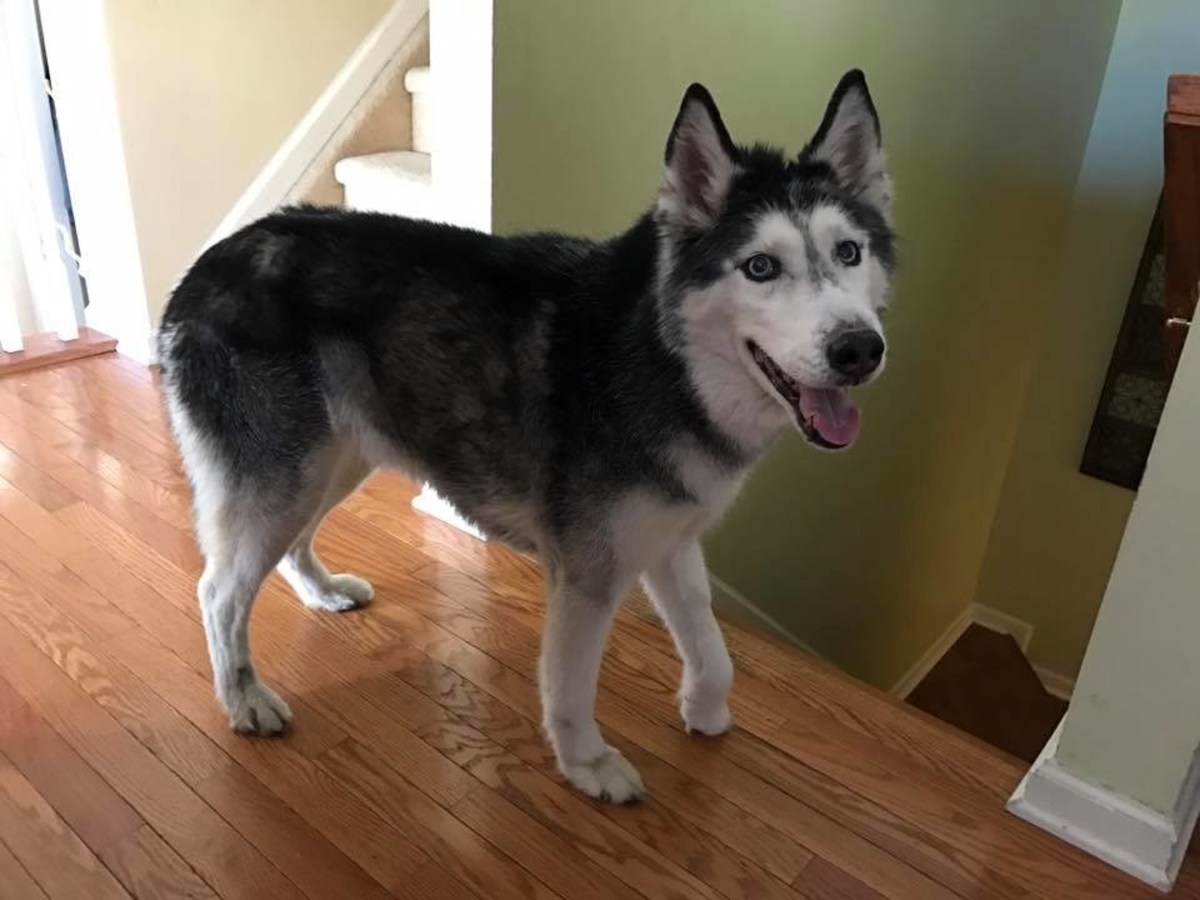 Mishka The Husky Responds To Her Owner's Questions (Video) - Opposing Views