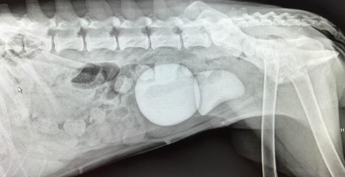 Vet Removes Enormous Bladder Stones From Dog (Photo) - Opposing Views