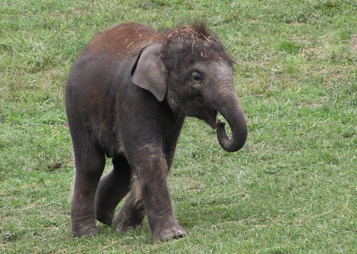 Baby Elephant Shocked To Find Woman Doesn't Have Trunk (Video