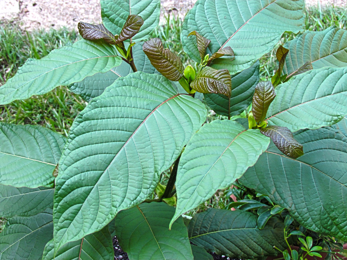 DEA To Ban Plant That Many Say Is LifeSaving Opposing Views
