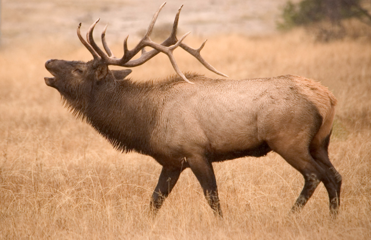 An elk walking on the ground, Photo Credit: flickr