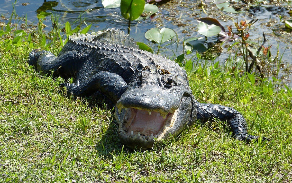 Alligators Documented Eating Sharks And Stingrays Promo Image