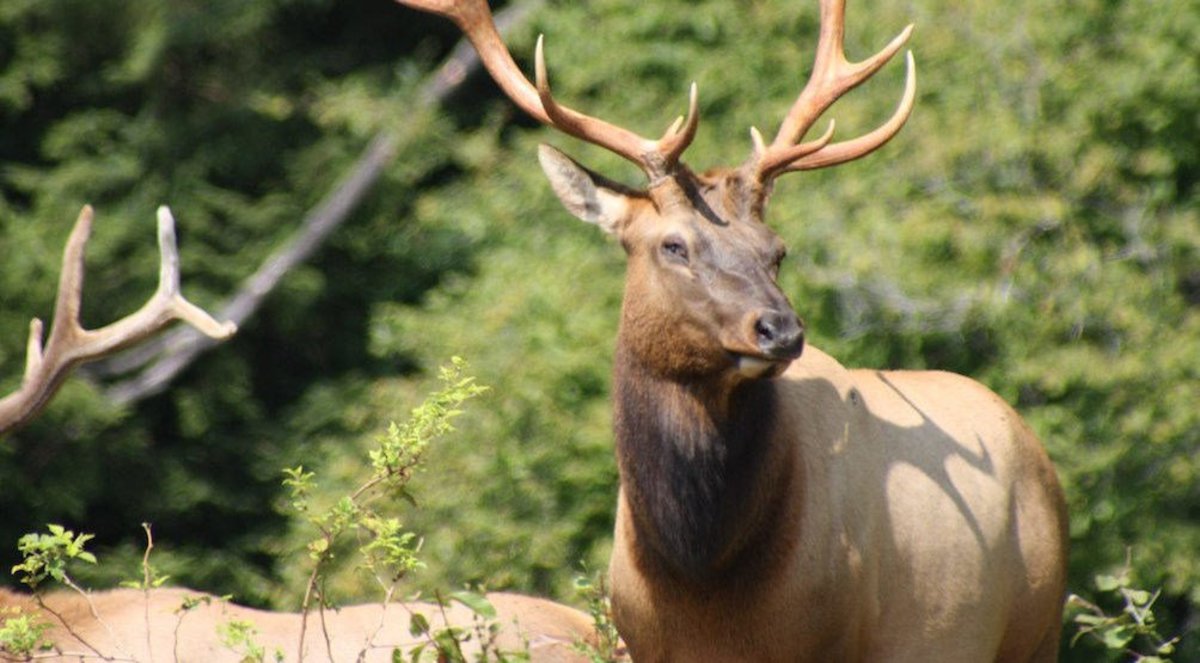 Teen Who Shot Elk Faces Controversy Online (Photo) Promo Image