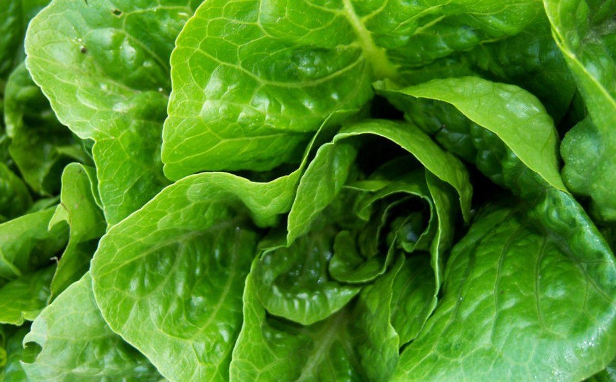 Consumer Advocacy Groups Warn To Avoid Romaine Lettuce Promo Image
