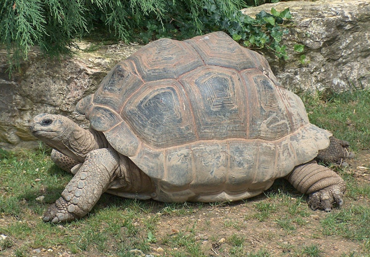 School's Pet Tortoise Found 22 Miles From Home Promo Image