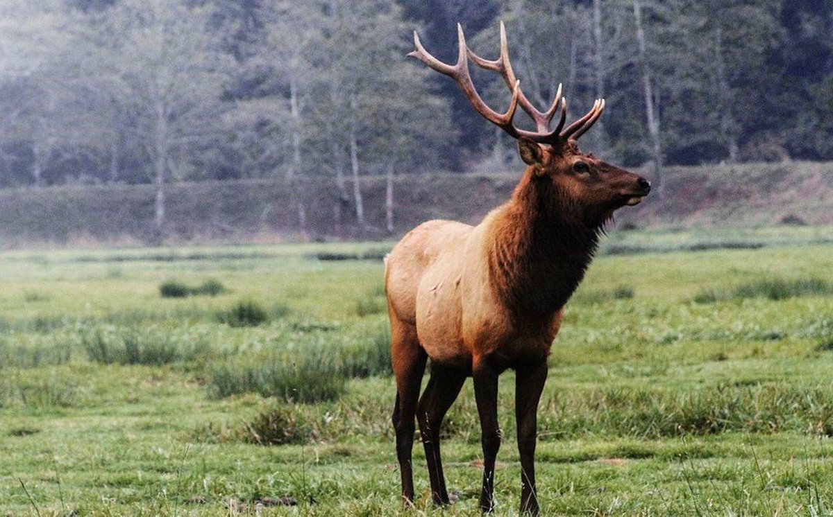 Teen Girl Criticized For Shooting Elk By Mistake Promo Image