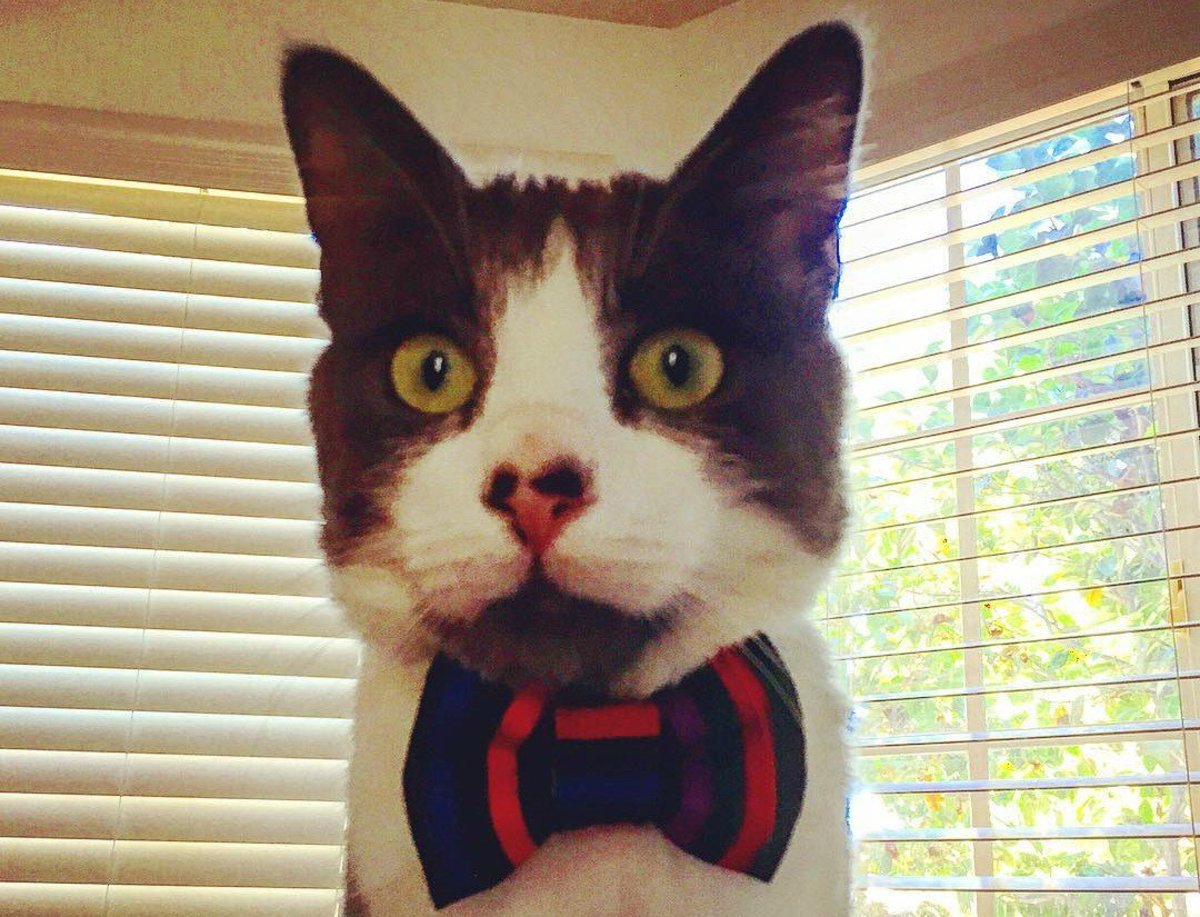 15 Reasons To Follow A Cat Named Marty On Instagram Promo Image