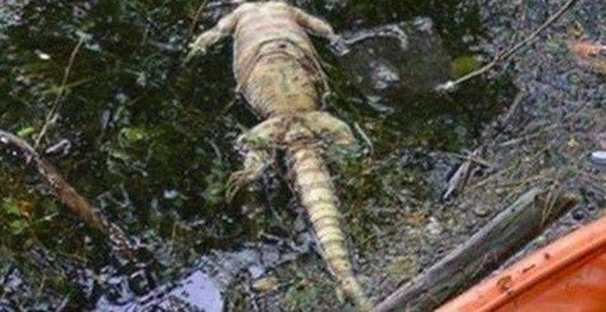 Woman Thinks She Found Alligator, Quickly Realizes What She's Actually Looking At Promo Image