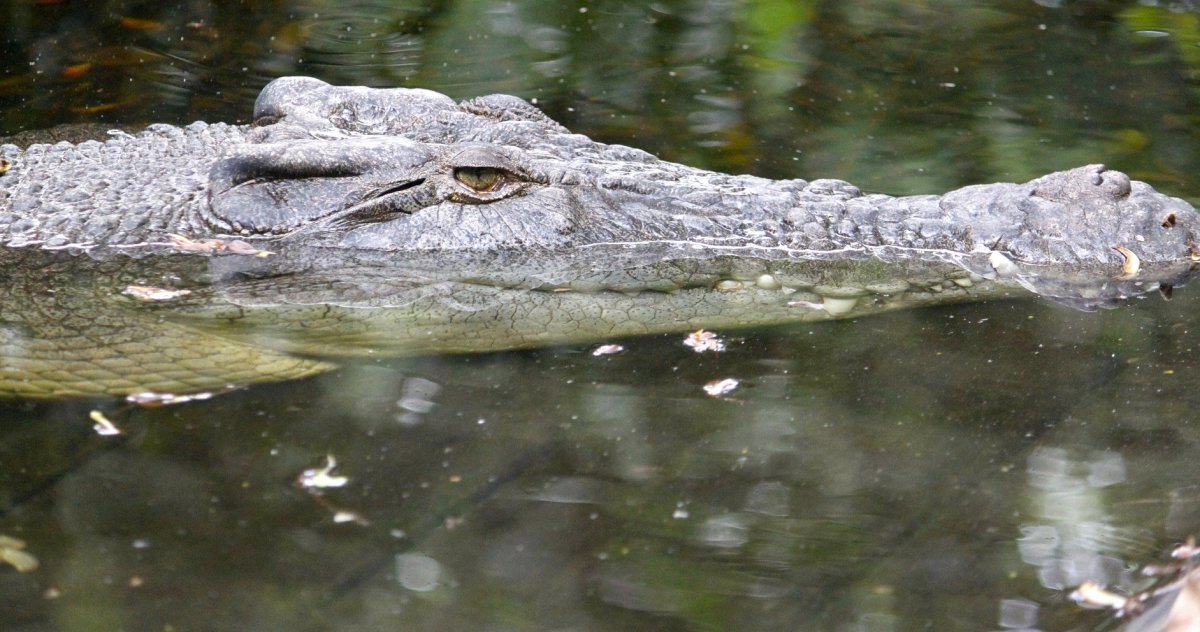 Alligators Freeze Their Snouts In Place To Survive (Video) Promo Image