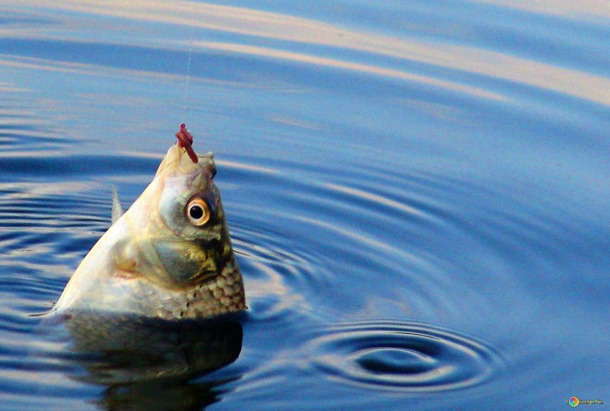 Fisherman Makes Shocking Discovery Inside Fish (Video) Promo Image