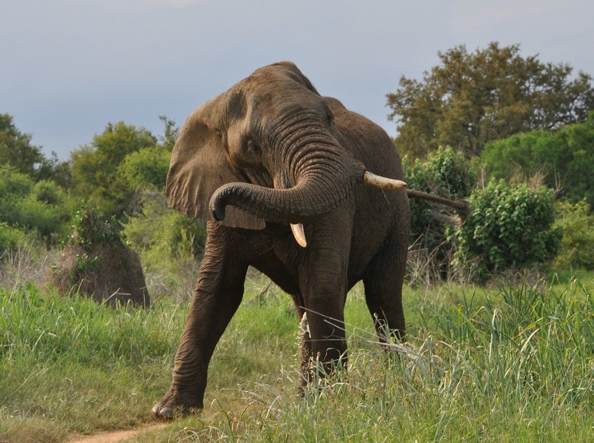 African Elephant Tramples Hunter On World Elephant Day Promo Image