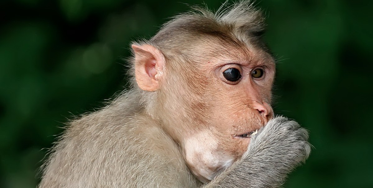 Monkeys Steal Objects From Tourists For Ransom (Video) Promo Image