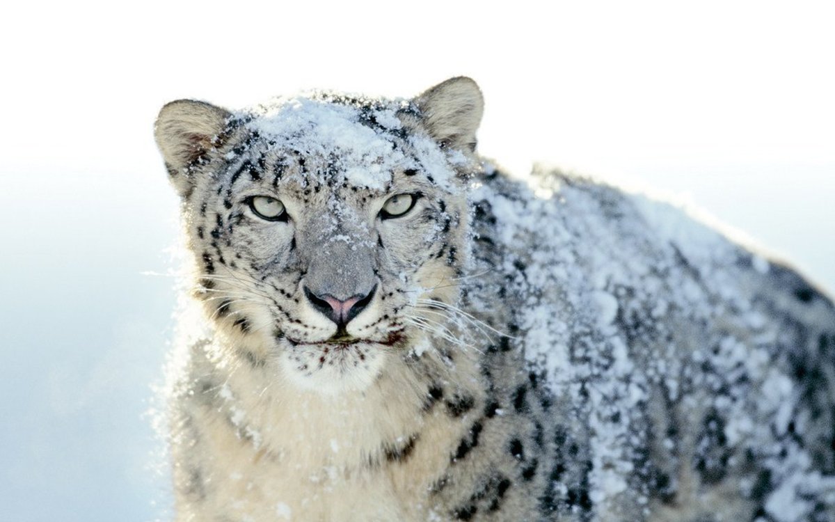 Hunter Faces Backlash For Killing Rare Snow Leopard Promo Image