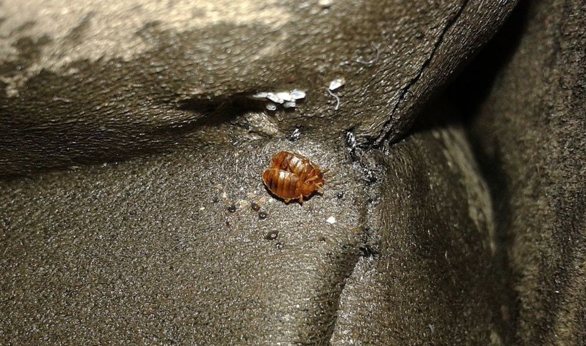 Baltimore Tops Orkin's List Of Cites With Most Bedbugs Promo Image
