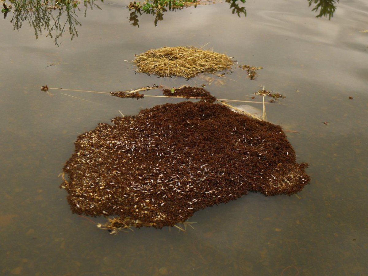 Houston Officials Warn Of Floating Fire Ant Colonies (Photos) Promo Image